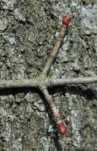 dormant twig, buds