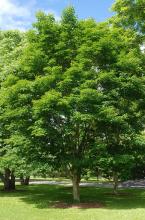 plant habit