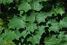 foliage