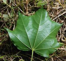 leaf, underside