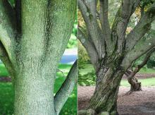 trunk, bark