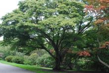 plant habit