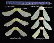 comparison of mature fruit