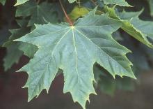 leaf