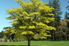 plant habit, late spring