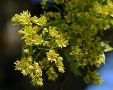 flower clusters