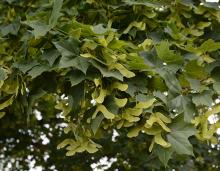 leaves and fruit