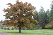 plant habit, fall