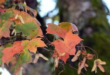 leaves, fall