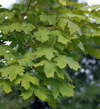 leaves, summer