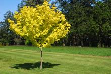 plant habit, spring