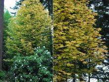 plant habit, spring