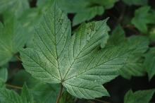 leaf, summer