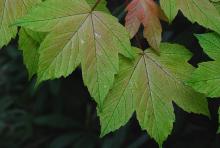 leaves, spring