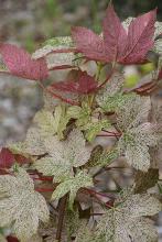spring, new leaves