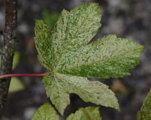 leaf