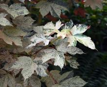 leaves, early summer