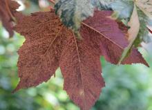 leaf, underside