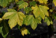leaves, early fall