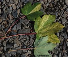 leaves, early fall
