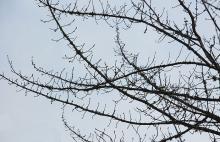 branches, winter