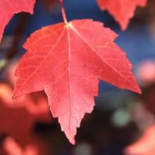 leaf, summer