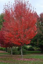 plant habit, fall