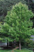 plant habit, summer