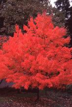 plant habit, fall