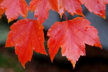 leaves, fall