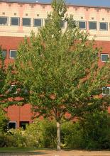 plant habit, summer
