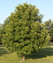 plant habit plant habit