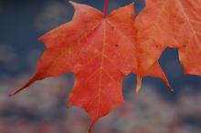 leaf, fall