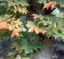 leaves, early fall