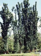 plant habit, screen, summer