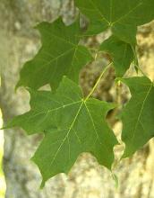 leaves
