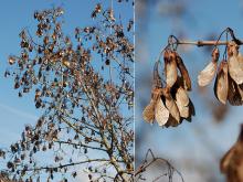 branches and fruit (seeds), winter