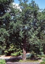 plant habit