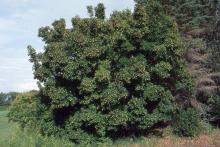 plant habit
