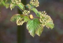 leaves and flower buds