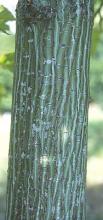 trunk, bark