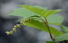 leaves and flower cluster