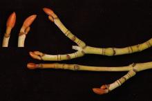 twigs, buds, winter