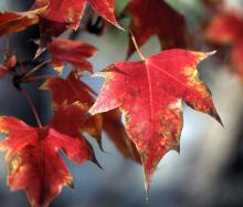 leaf, fall