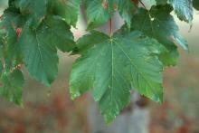 leaves leaves
