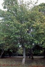 plant habit plant habit