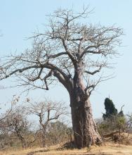 plant habit, winter leafless plant habit, winter leafless