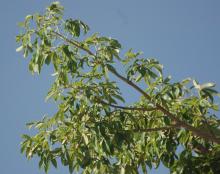 leafy branches leafy branches