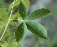 leaf leaf
