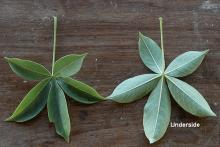 leaves leaves